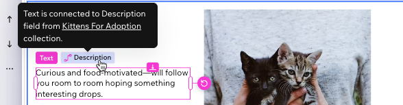 Screen shot showing the pink label that shows the connected collection field name .